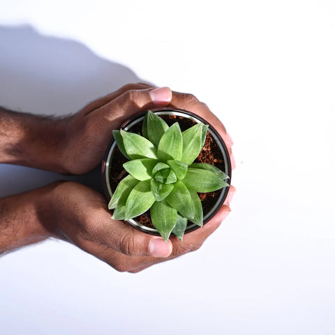Haworthia Cooperi Fleshy