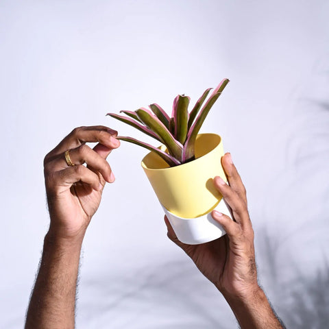 Neoregelia Fallan