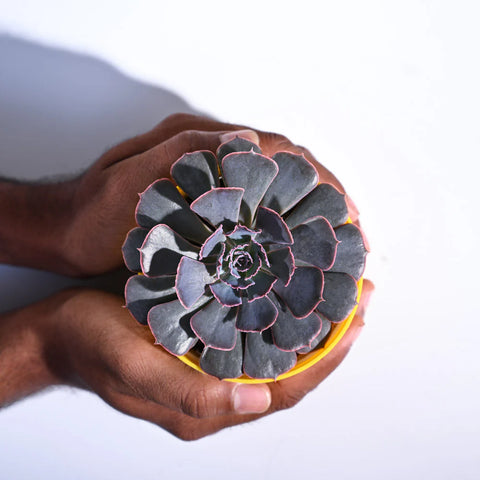Echeveria Hybrid