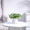 Fittonia White Nerve - Big Leaf