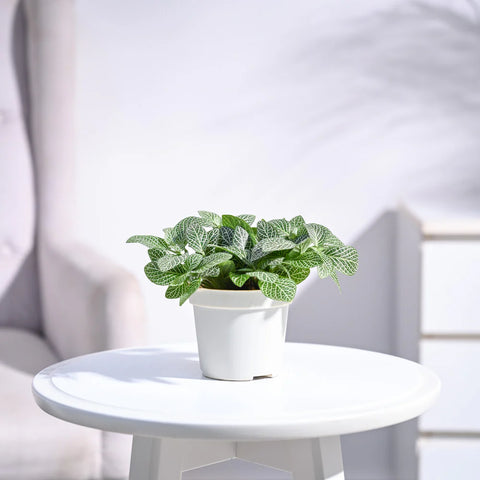 Fittonia White Nerve - Big Leaf
