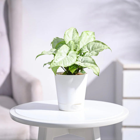 Syngonium White Butterfly