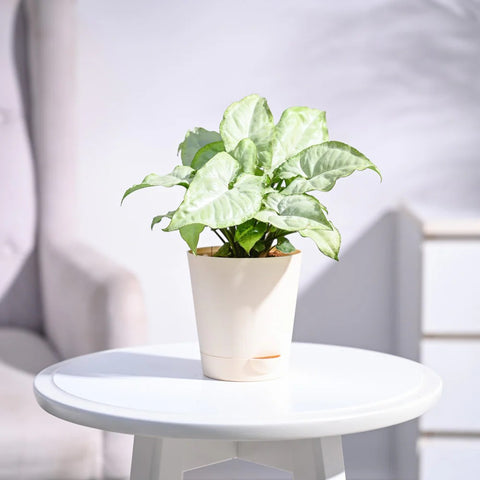 Syngonium White Butterfly
