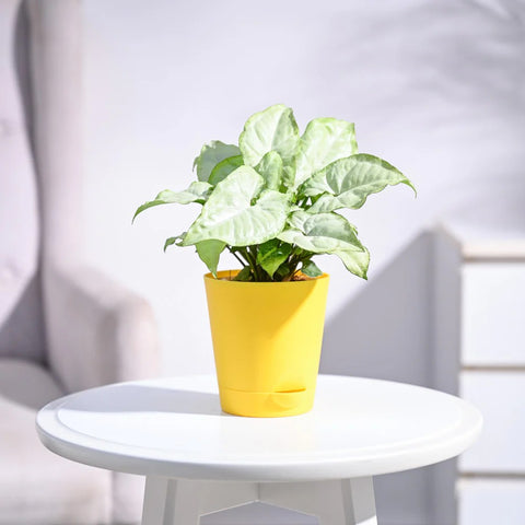 Syngonium White Butterfly