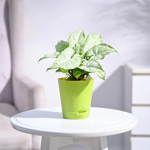Syngonium White Butterfly