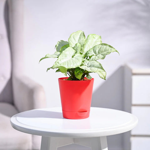 Syngonium White Butterfly