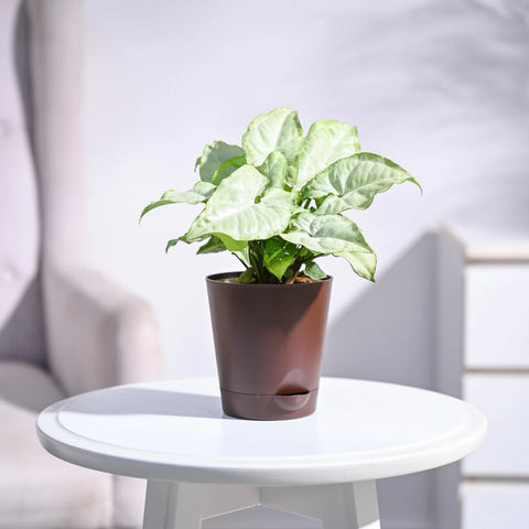 Syngonium White Butterfly