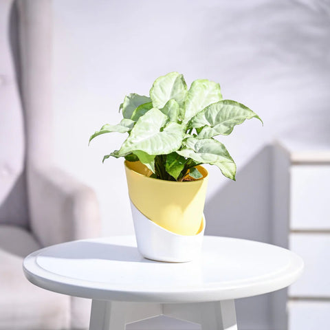 Syngonium White Butterfly