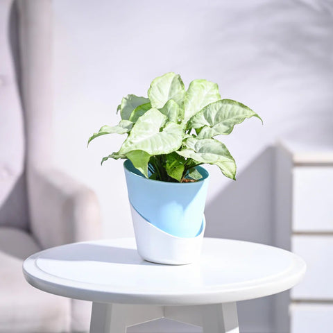 Syngonium White Butterfly