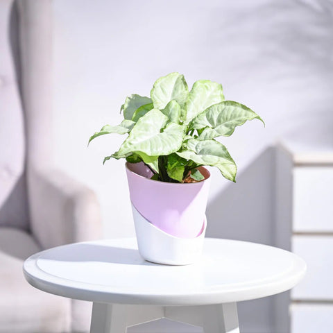 Syngonium White Butterfly