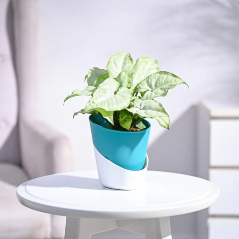 Syngonium White Butterfly