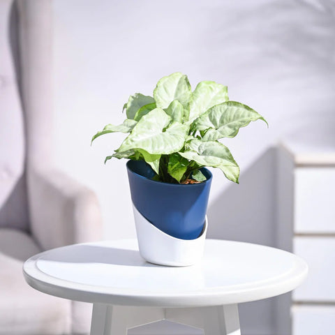 Syngonium White Butterfly