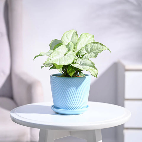 Syngonium White Butterfly