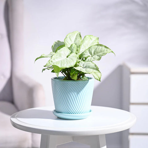 Syngonium White Butterfly