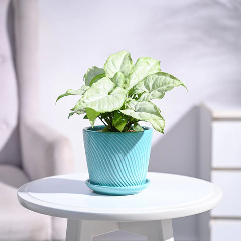 Syngonium White Butterfly