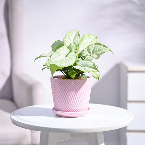 Syngonium White Butterfly