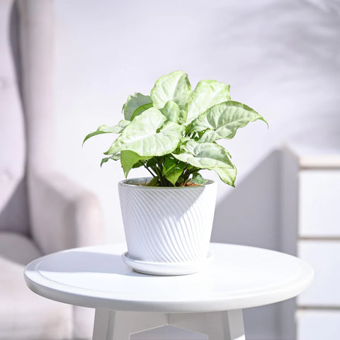 Syngonium White Butterfly