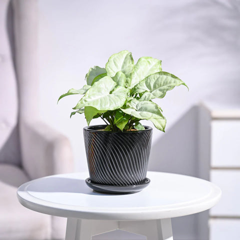 Syngonium White Butterfly
