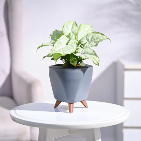 Syngonium White Butterfly