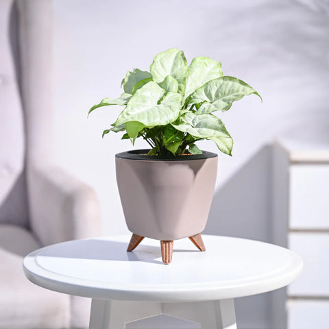 Syngonium White Butterfly