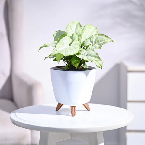 Syngonium White Butterfly