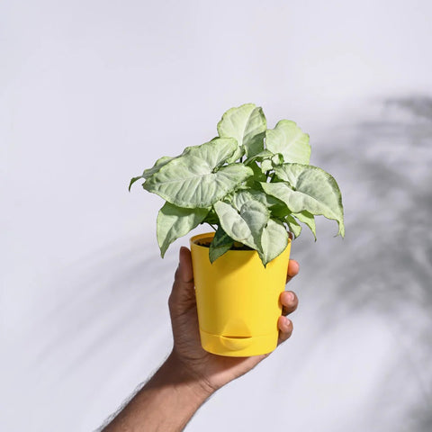 Syngonium White Butterfly