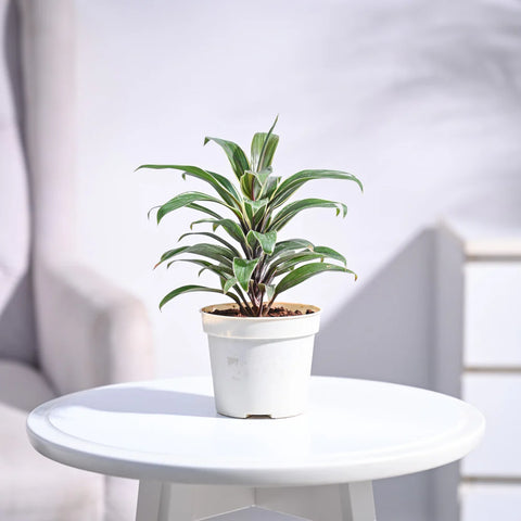 Cordyline Chocolate Queen