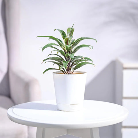 Cordyline Chocolate Queen