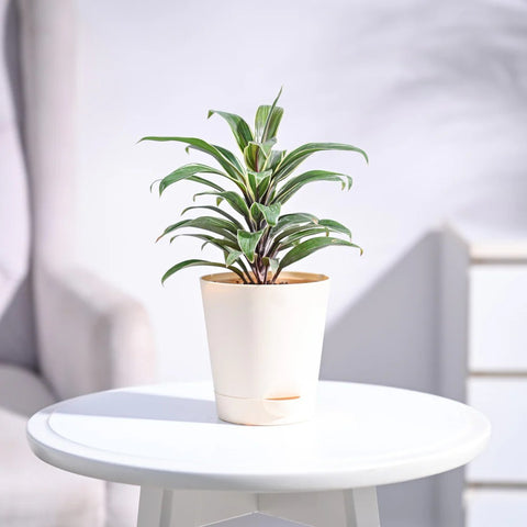 Cordyline Chocolate Queen