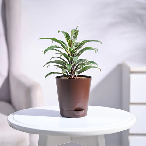 Cordyline Chocolate Queen