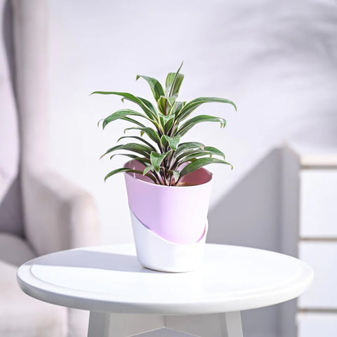 Cordyline Chocolate Queen