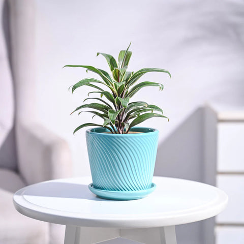 Cordyline Chocolate Queen
