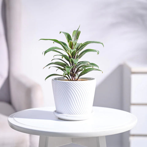 Cordyline Chocolate Queen
