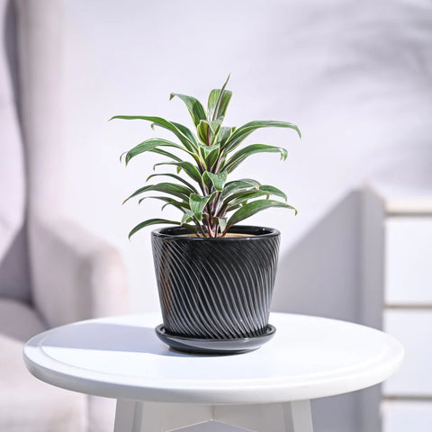 Cordyline Chocolate Queen