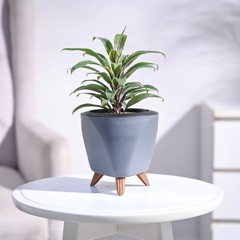 Cordyline Chocolate Queen