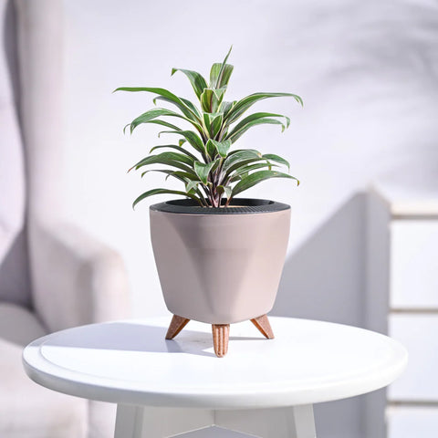 Cordyline Chocolate Queen