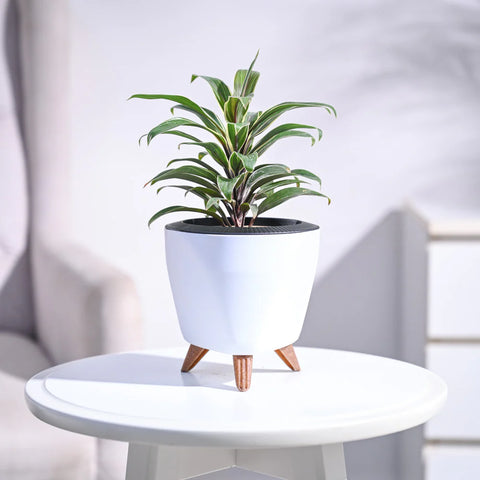 Cordyline Chocolate Queen