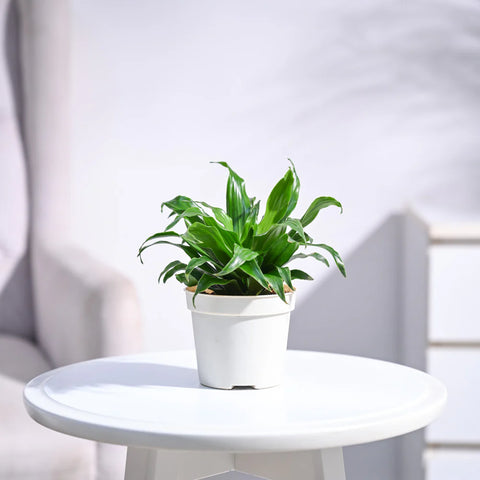 Dracaena Compacta