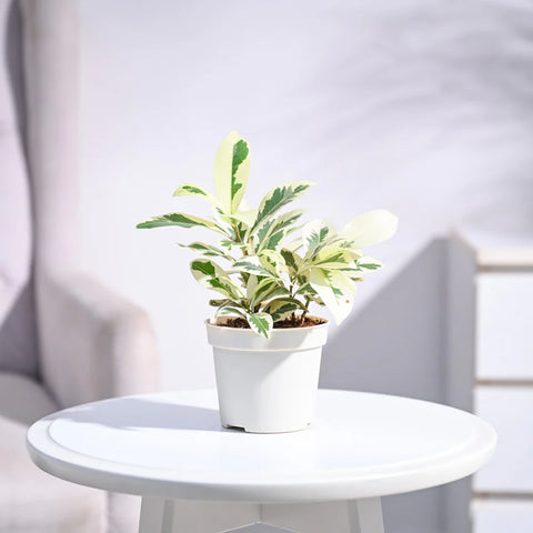 Hedge Plants - Indoor