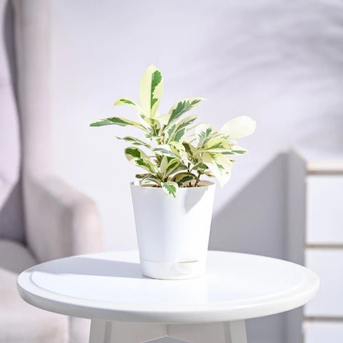 Ficus Prestige