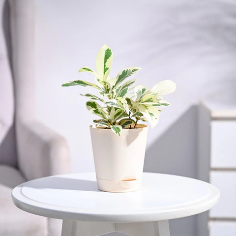 Ficus Prestige