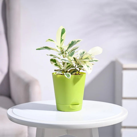 Ficus Prestige