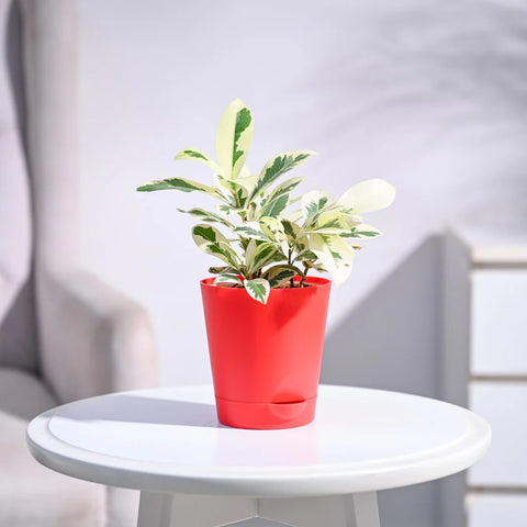 Ficus Prestige