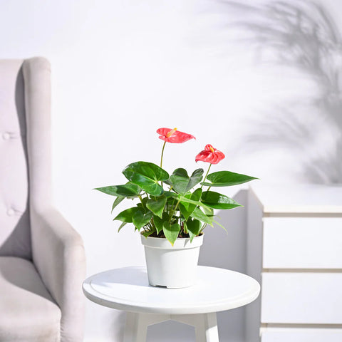 Anthurium Red