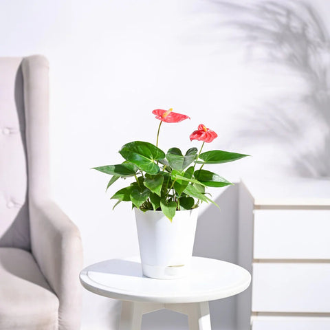 Anthurium Red