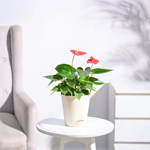 Anthurium Red