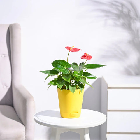 Anthurium Red