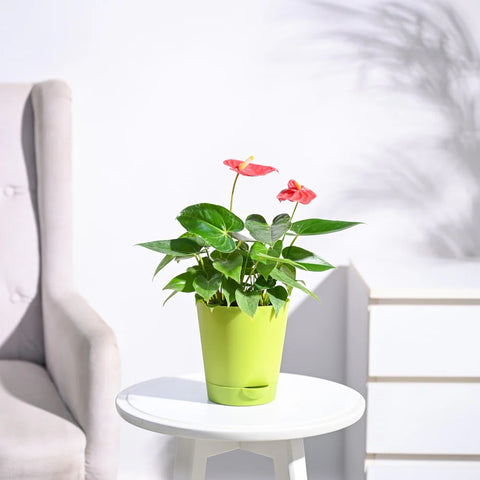 Anthurium Red