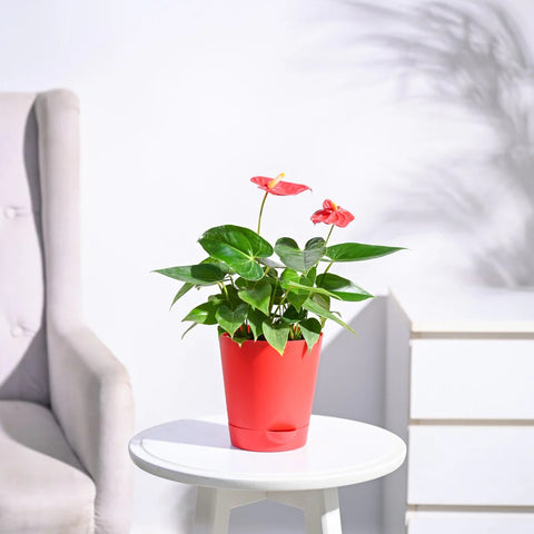 Anthurium Red