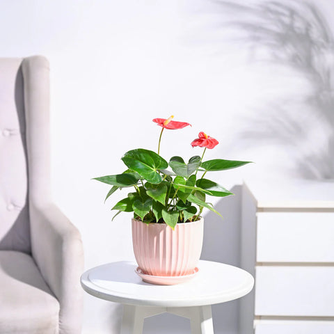 Anthurium Red